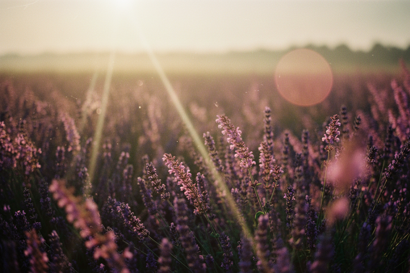 lavender and clary sage, cinematic